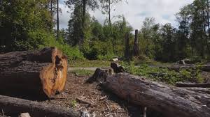 Best Tree Removal  in Cherry Valley, CA