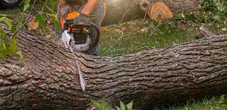 Best Emergency Tree Removal  in Cherry Valley, CA