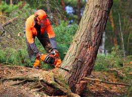 Best Root Management and Removal  in Cherry Valley, CA