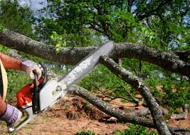  Cherry Valley, CA Tree Care Pros