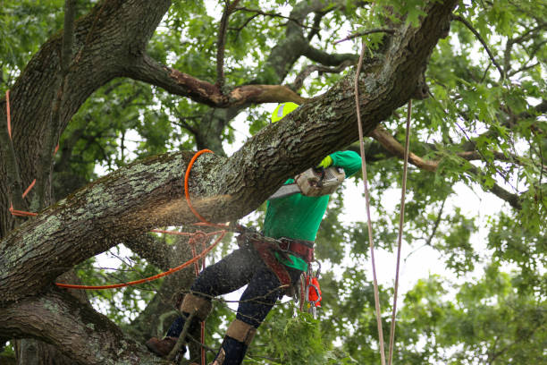 Best Leaf Removal  in Cherry Valley, CA