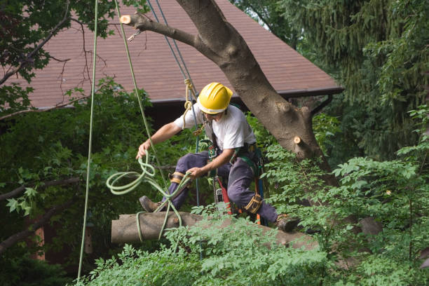 Cherry Valley, CA Tree Care Company