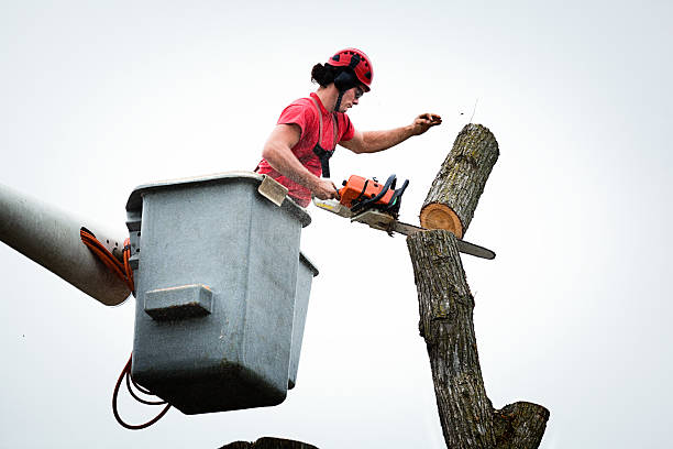 Best Fruit Tree Pruning  in Cherry Valley, CA