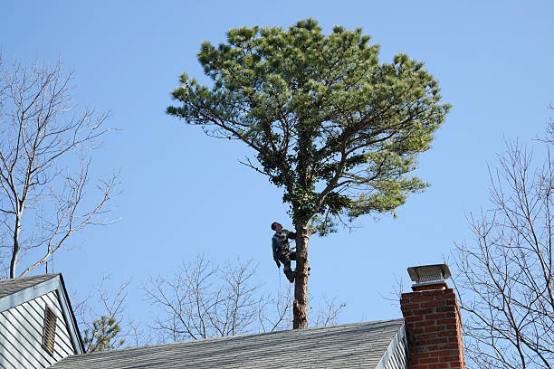 Best Commercial Tree Services  in Cherry Valley, CA