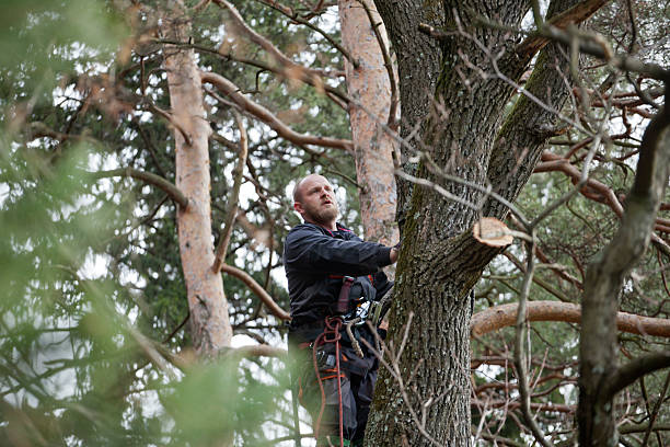 Best Storm Damage Tree Cleanup  in Cherry Valley, CA