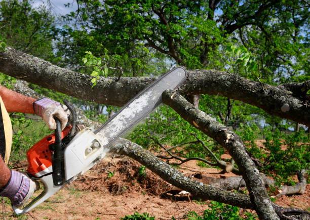 Best Soil Testing and Treatment  in Cherry Valley, CA